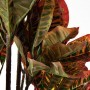 Planta con maceta Croton Haus