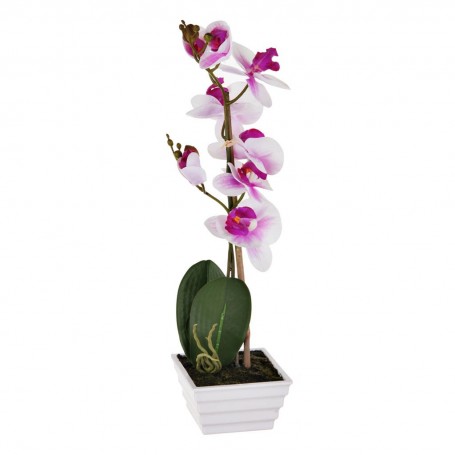 Arreglo Orquídea con maceta Blanco / Morado Haus