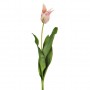 Flor Lily Tulipán Haus