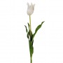 Flor Lily Tulipán Haus