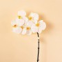 Flor Orquídea Blanca x6 Haus