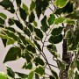 Planta Ficus con maceta negra Haus