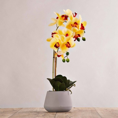 Arreglo Flor Orquídea con maceta gris Haus