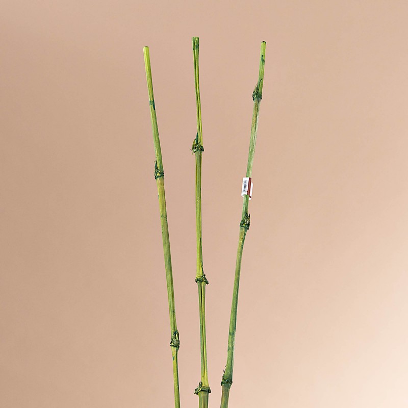 Juego de 3 Bambú Exótico Belinda Flowers