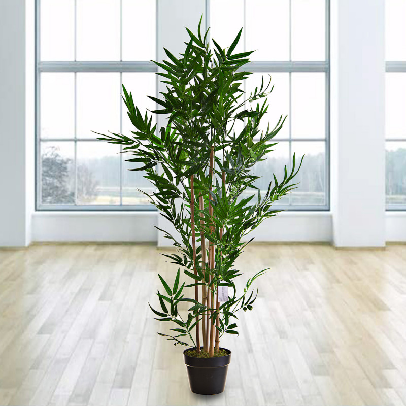 Planta Bamboo con maceta Haus