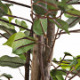 Planta Ficus con maceta Haus