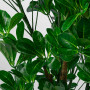 Planta Ficus con Maceta de Plástico Negro Haus