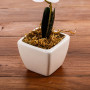 Flor Orquídea de Poliéster y Plástico con Maceta de Cerámica Haus