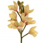 Flor Orchid Cymbidium Haus