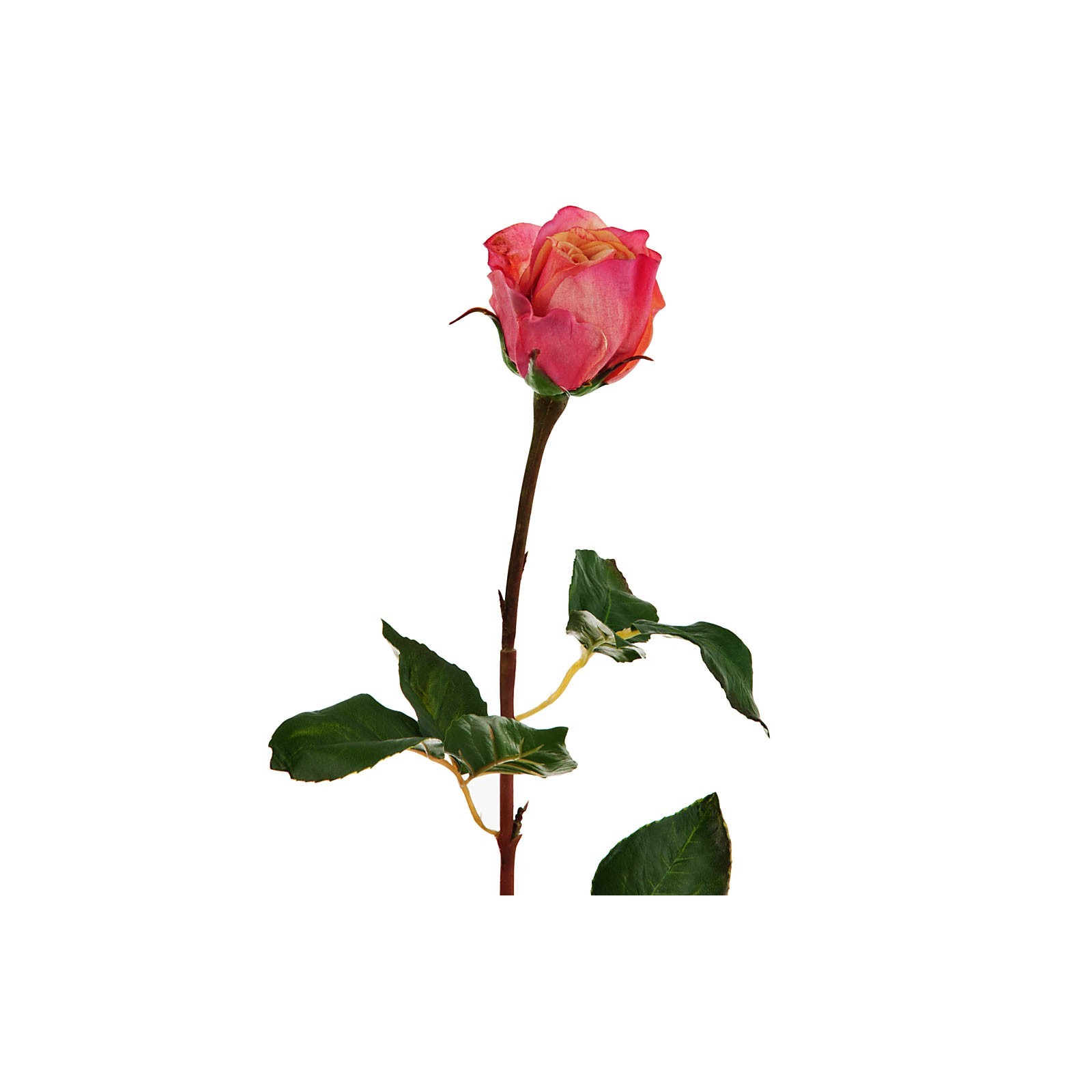 Flor Rosa durazno / rojo Haus