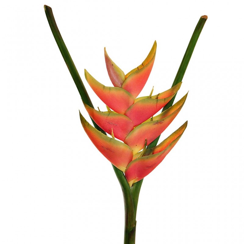 Flor Torch Heliconia Haus